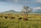 Animal Viewing Places in Kenya That One Must Not Miss