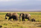 Safari Company Arusha: Your Trusted Partner for Unforgettable Tanzania Adventures